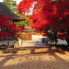 燃える様な紅葉