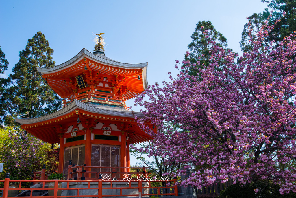  遍照塔と八重桜