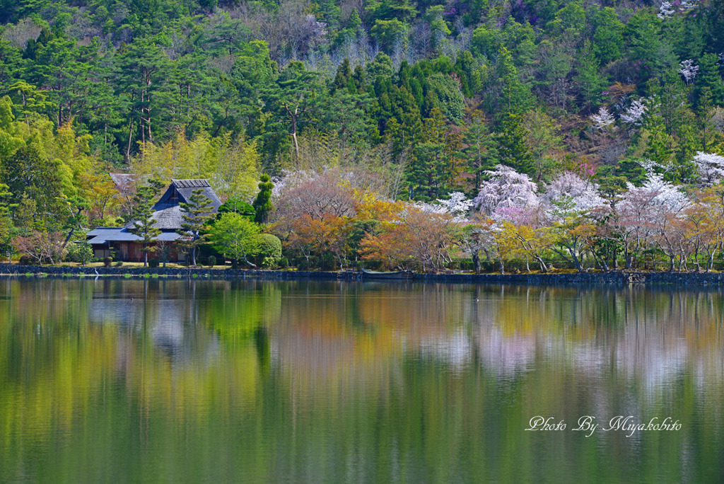 春景（広沢の池）