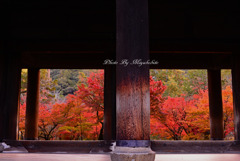 燃える様な紅葉３