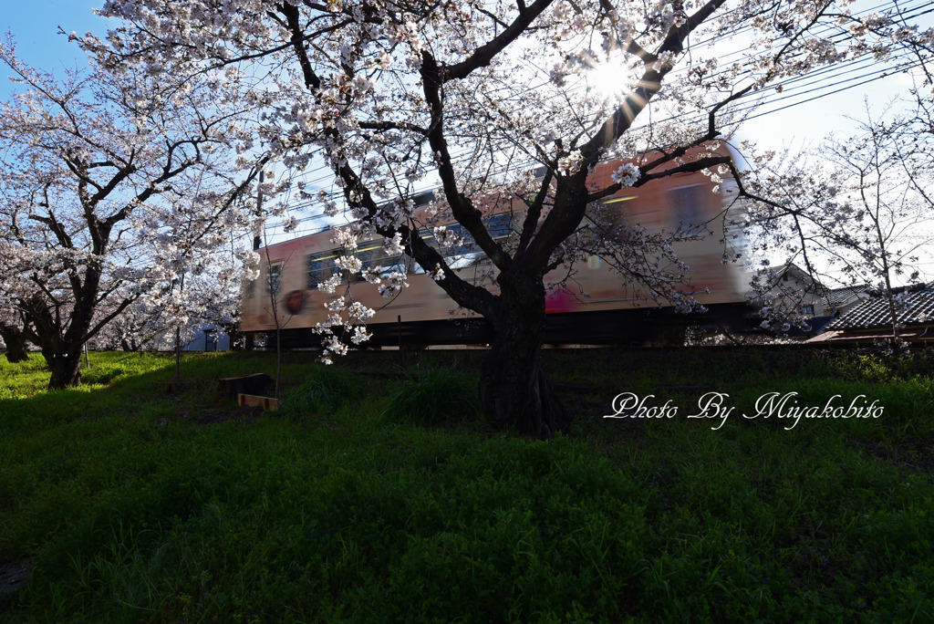 桜のトンネル