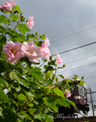 芙蓉