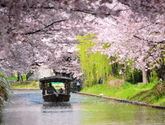 桜吹雪