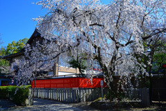 渓仙桜