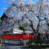 渓仙桜