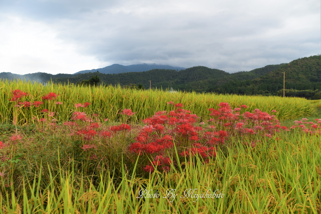 嵯峨野風景　2