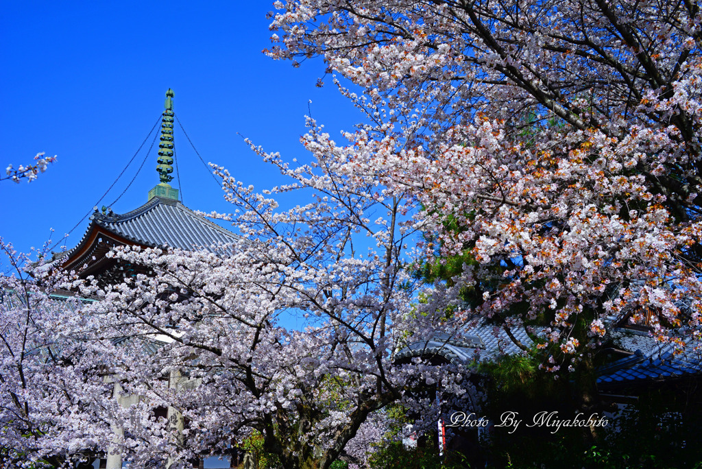 染井吉野と山桜