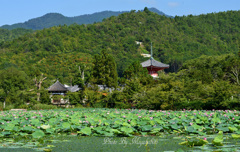 蓮と多宝塔