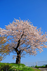 １本桜