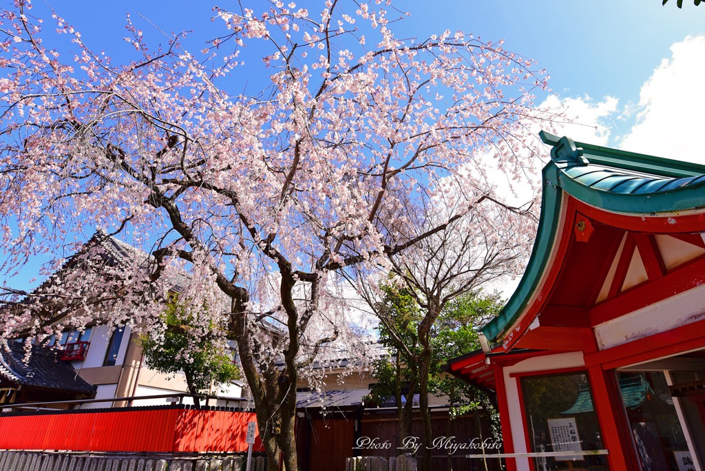 渓仙桜