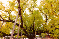 大銀杏