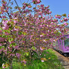 八重桜