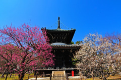 多宝塔と紅白梅