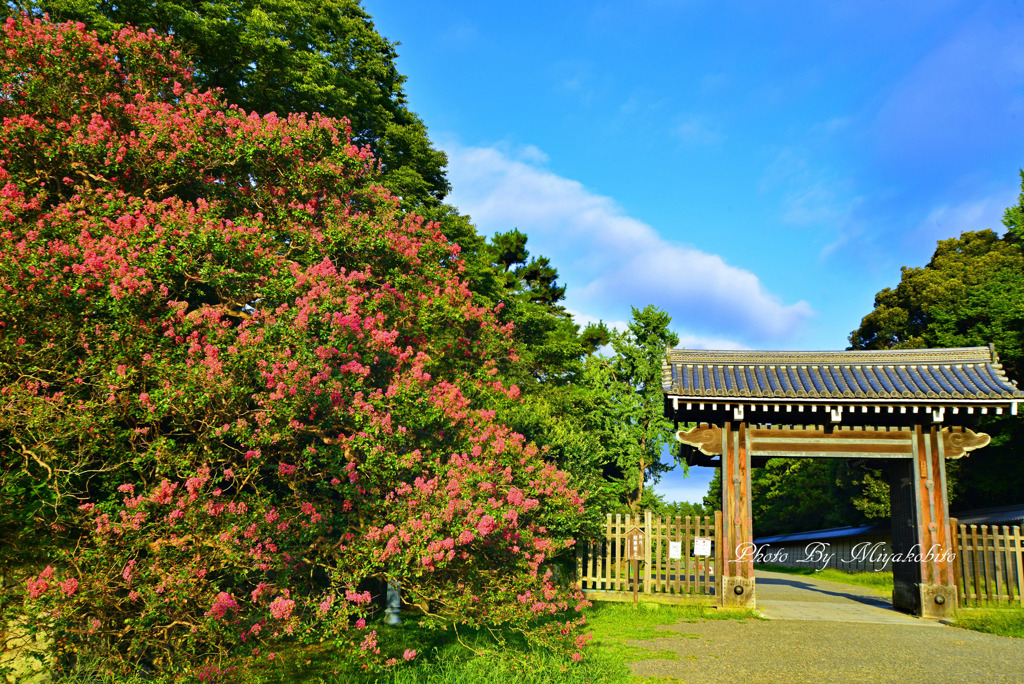 百日紅と寺町御門