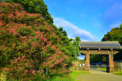 百日紅と寺町御門
