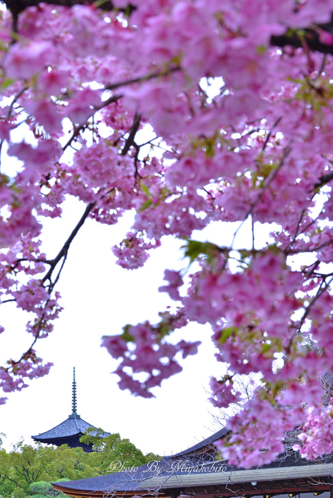 河津桜と塔