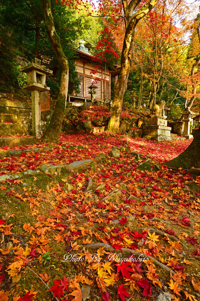 紅葉の絨毯