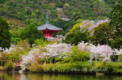 桜の大覚寺