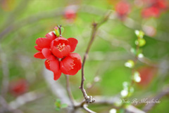 ボケの花