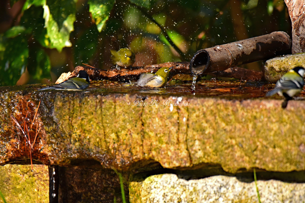 メジロの水浴び