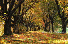 林は秋の色