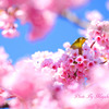 桜ジロー
