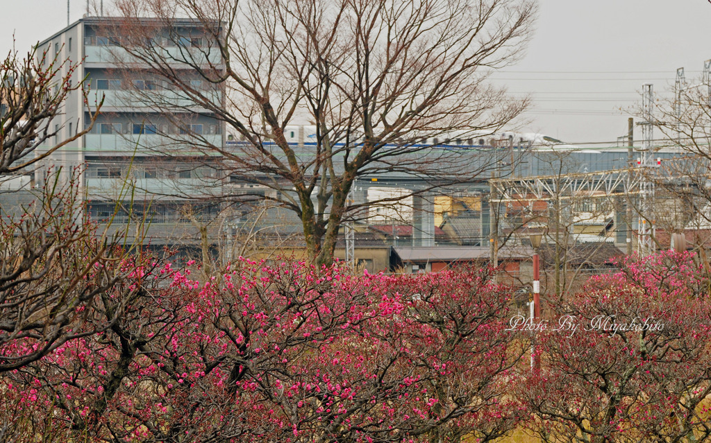 梅開花