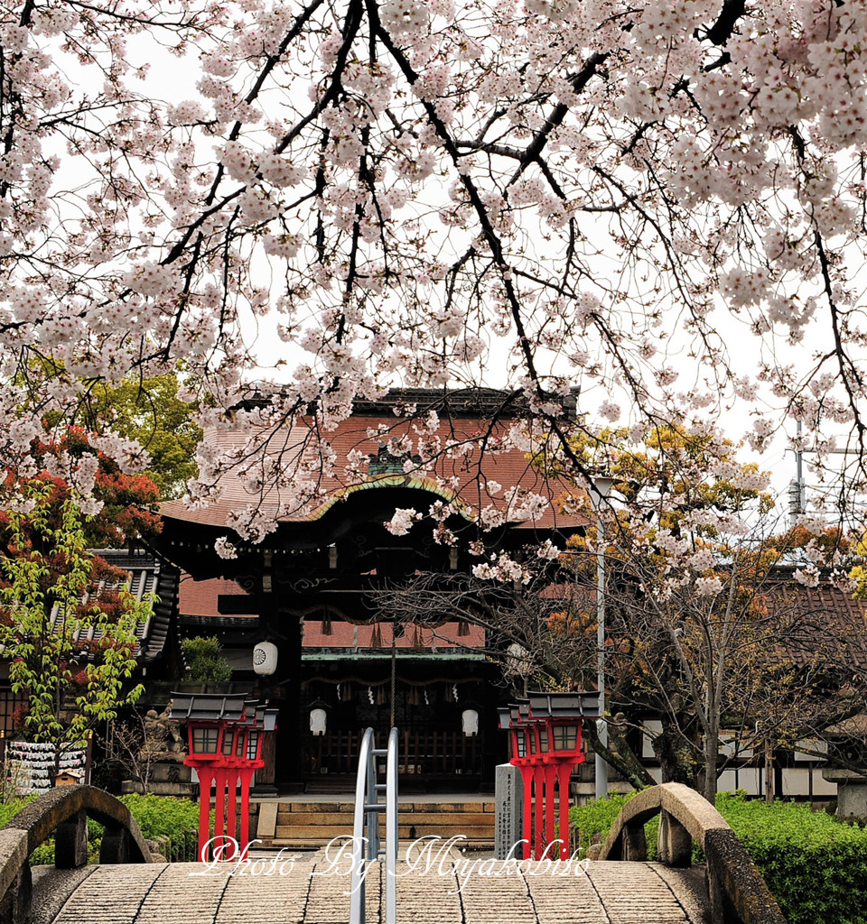 花盛り