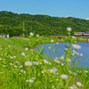 夏めく
