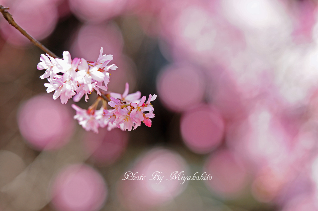桜さくら～