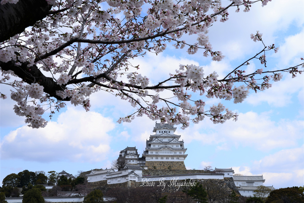 桜と姫路城　2