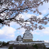 桜と姫路城　2