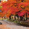 燃える様な紅葉　２