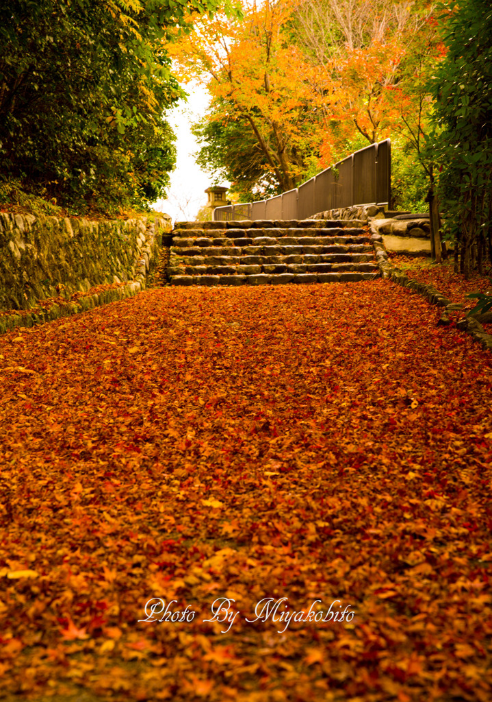 紅葉の絨毯
