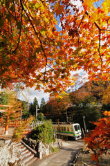 紅葉のカーテン