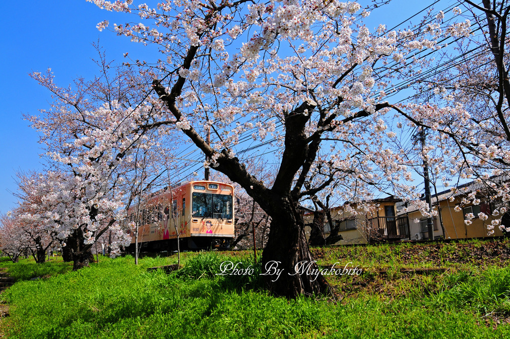 桜のトンネル