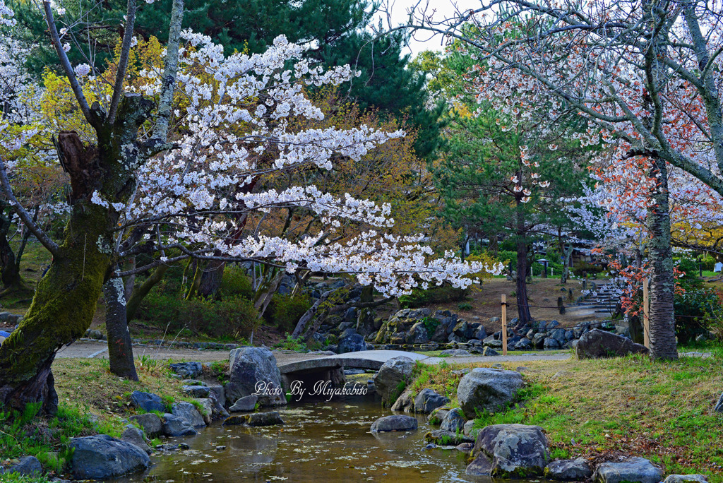 円山公園
