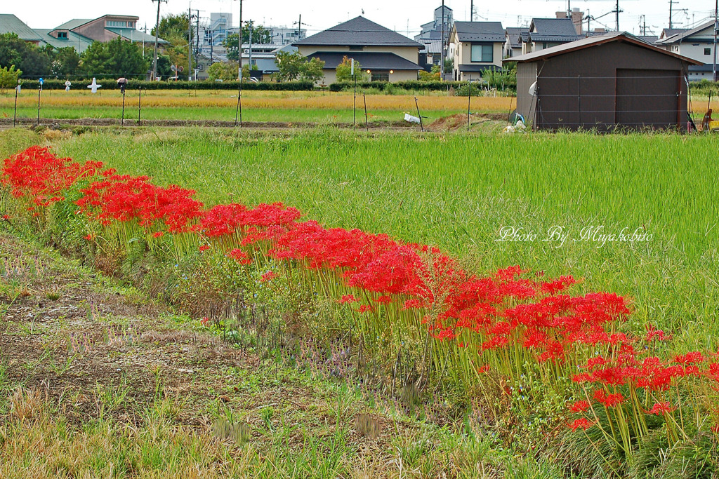 嵯峨野