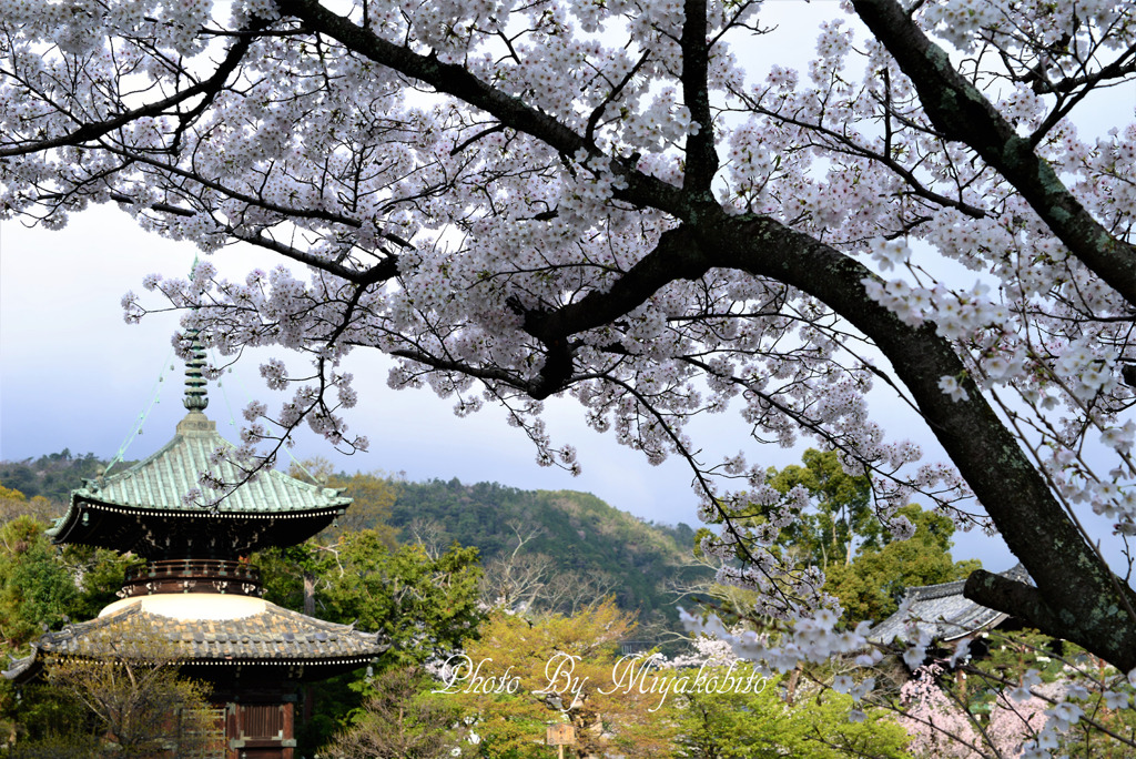 清凉寺（桜）