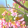 桜ジロー３