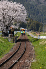 満開の桜のお出迎え