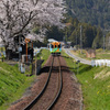 満開の桜のお出迎え