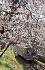 桜と嵐電