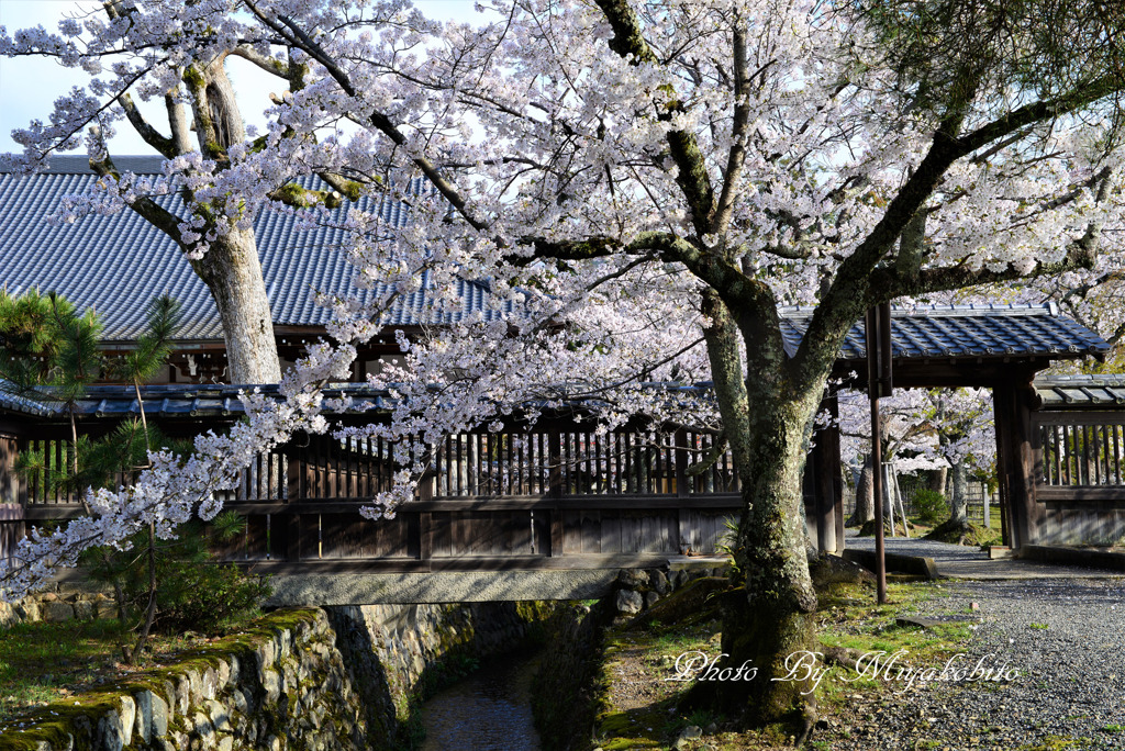 花の寺　2