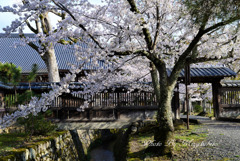花の寺　2