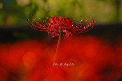 曼珠沙華
