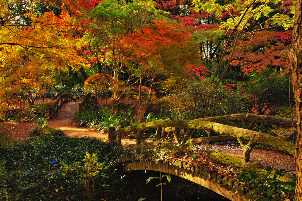 紅葉狩り