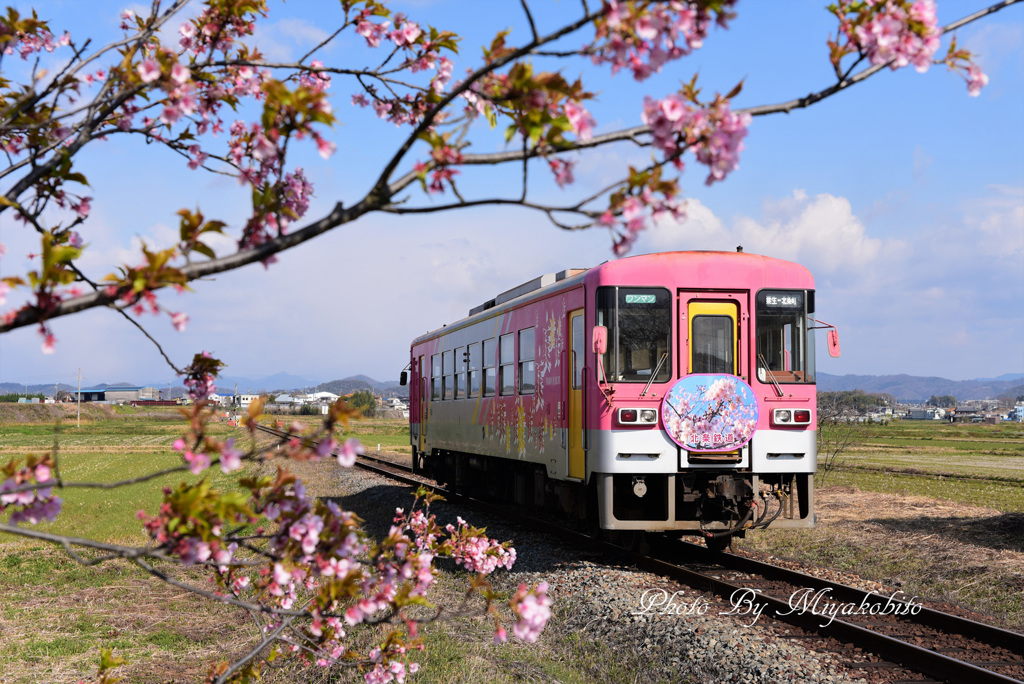 桜のヘッドマーク