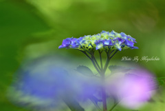 紫陽花