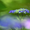 紫陽花